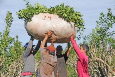 Jorge Pedrozo: una vida de sacrificio y explotación en la yerba mate