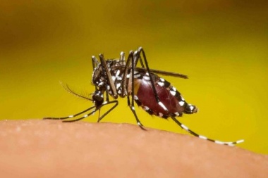 Dengue: ya se suman más de 1700 casos en todo el país